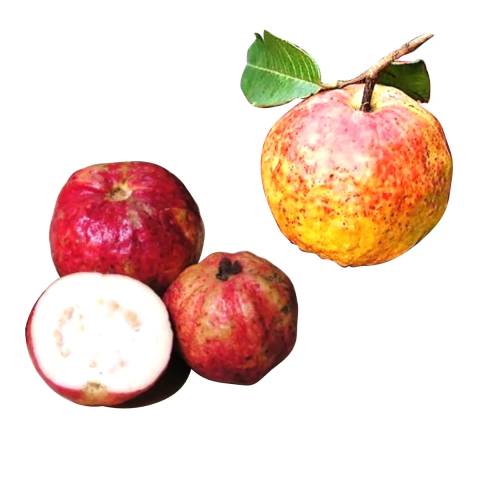 Muda Goiaba Maçã da India Branca