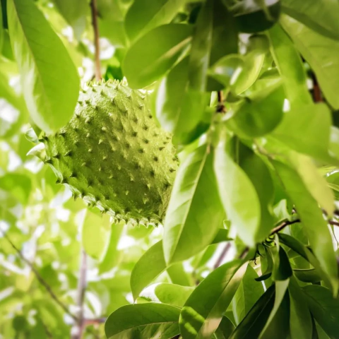 Muda Graviola Gigante Morata