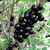 Muda Jabuticaba Hibrida - comprar online