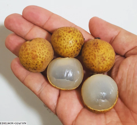 Muda Lichia Branca Longan
