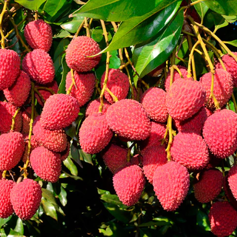 Muda Lichia Kwai-Mai-Pink