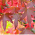 Muda Liquidambar