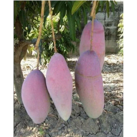 Muda Manga Tinfan Gigante