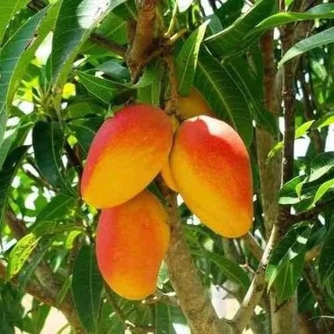 Manga Espada Vermelha Enxertada