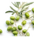 Muda Oliveira Arbequina - comprar online