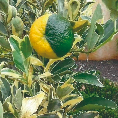 Muda de Ponkan Variegata Enxertada Exótica Rara