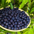 Muda de Jabuticaba Azul - comprar online