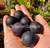 Muda de Jabuticaba Azul na internet