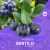 Muda Mirtilo (BlueBerry)