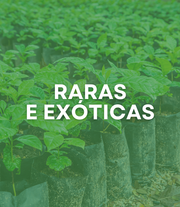 RARAS E ORNAMENTAIS