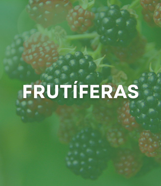 FRUTÍFERAS