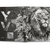Bíblia Ntlh You Version The Lion Preto & Branco Letra Normal - comprar online