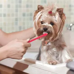 Pasta Dental Pet-O-Dent en internet