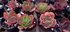 Banner da categoria Gibiflora