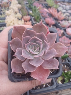 Echeveria Linda Jean