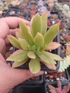 Aeonium Ballerina