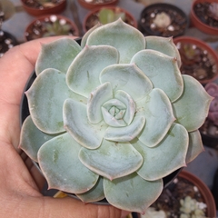 Echeveria Mondust, pote 09