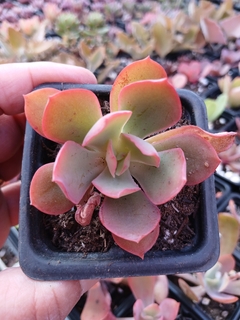 Gibiflora Lesônia