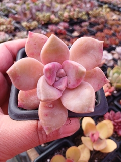 Echeveria Snow white