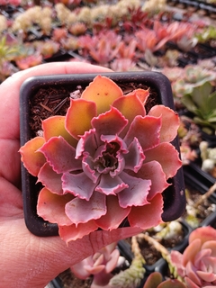 Echeveria Neon Breaks - comprar online