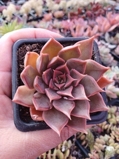 Echeveria Mensa