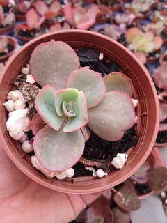 Gibiflora Davince Code, pote 09 - comprar online