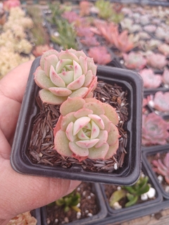 Echeveria Glória