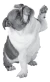 Alimento Nupec Nutrición Especializada Sensitive Perro 2kg - tienda en línea