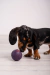 Pelota Soft Sin Soga en internet