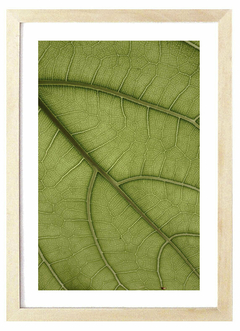 Cuadro Micrografía
