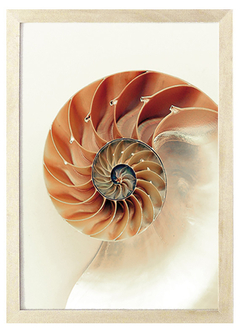 Cuadro caracol