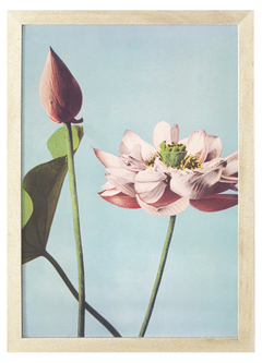 Cuadro lotus de Ogawa Kazumasa
