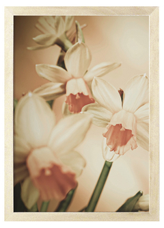Cuadro Flor de Narciso