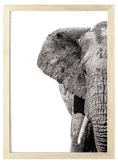 Cuadro Elefante B&N