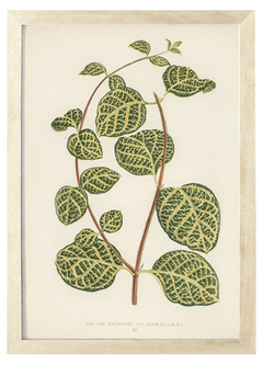 Cuadro lonicera