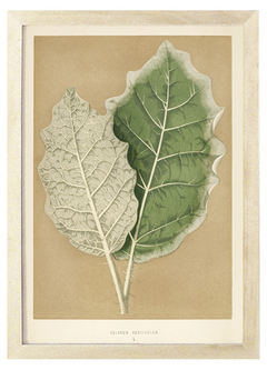Cuadro Solanum Marginatum