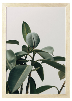 Cuadro Botanical 2