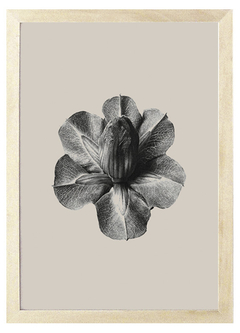 Cuadro Karl Blossfeldt