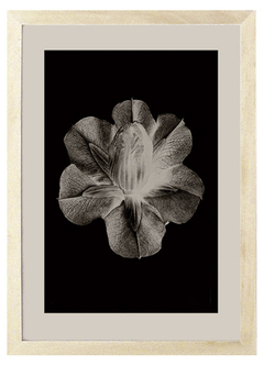 Cuadro Karl Blossfeldt Black