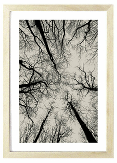 Cuadro Bosque Seco