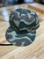 Planas de 6 Gajos Camufladas