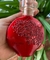 Colônia Floratta Red 75ml na internet