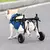 Pacientes com suporte de pernas, Pet Walk Booster ajustável para cão e gato - comprar online