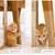 Protetor de móveis, Scratch Limpar Anti Scratch Gatos Formação Folhas