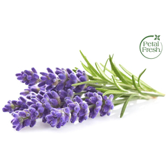 Petal Fresh Shampoo Y Acondicionador · Lavanda · Anti-frizz - comprar en línea