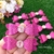 Laço Adesivado Pink G