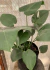 Monstera deliciosa - tienda en línea