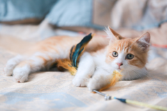 Banner da categoria Gatos