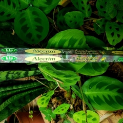 Incenso Alecrim - Bic Brand - loja online