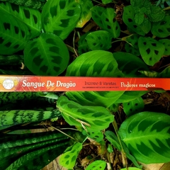 Incenso Sangue de Dragão - Flute Tradicional - loja online